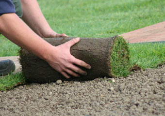 Озеленение