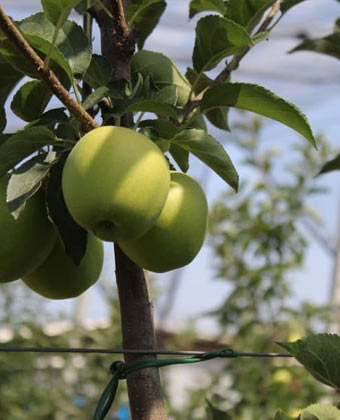 Асфальтирование и благоустройство территорий - Плодохранилище